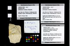 Foto (Objekt + Etikett) von Longodromites angustus (Reuss 1858)  (NHMW-GEO-1990-0041-2586b)